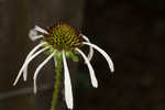 Sanguine purple coneflower